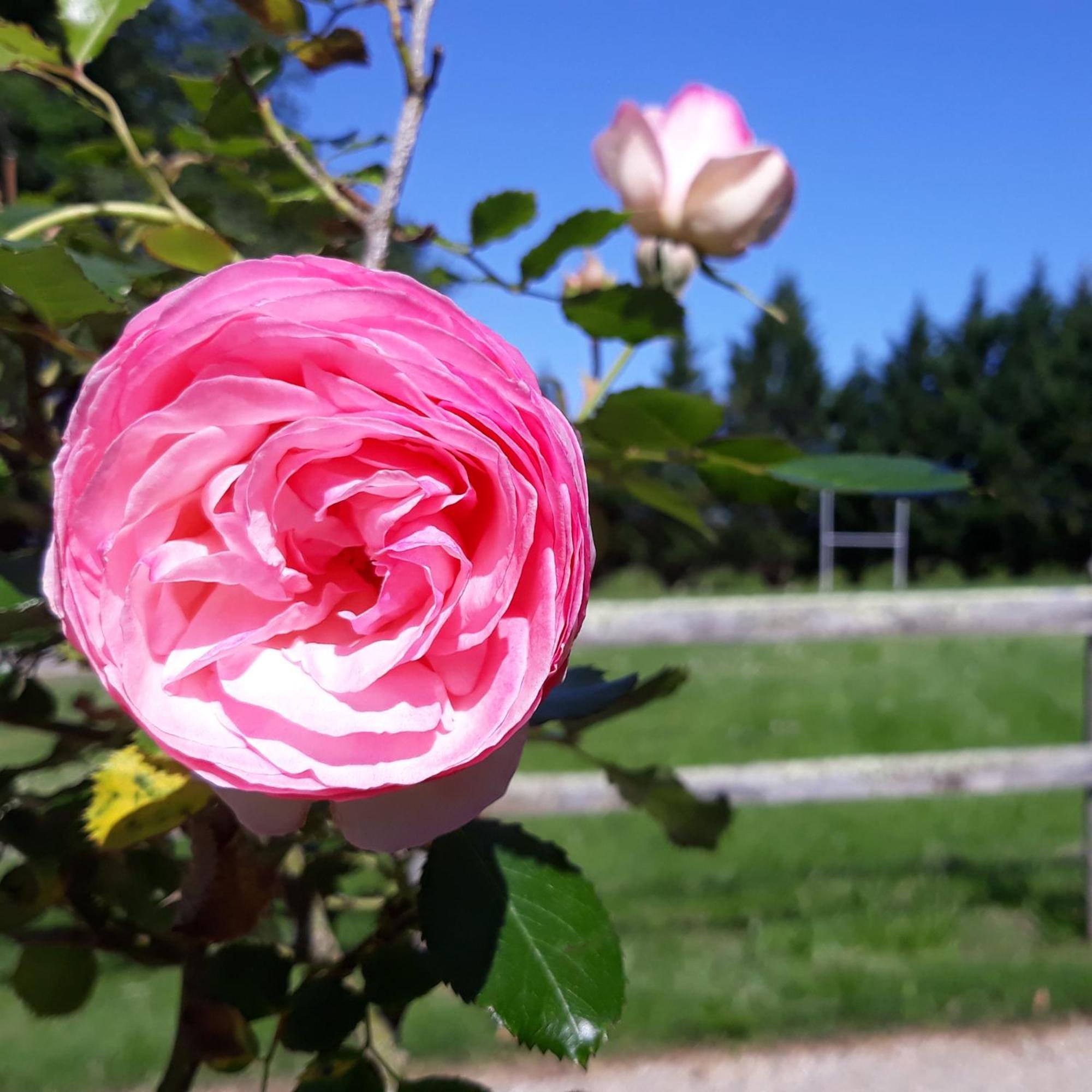 Roulotte Fleur Des Champs Villa Sigalens Kültér fotó
